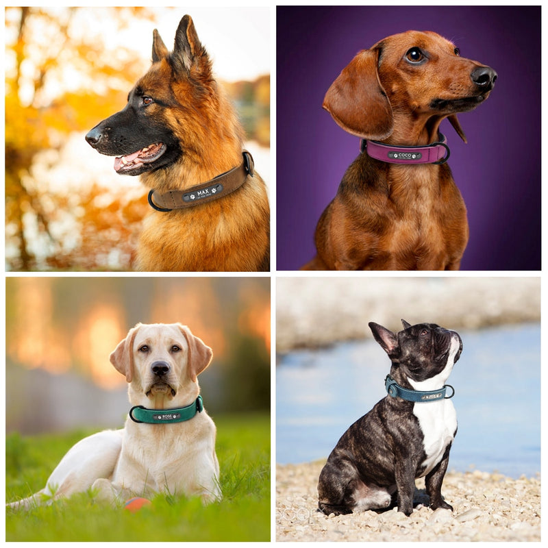 Collare per cani personalizzato Collari per cani in pelle personalizzati Collare interno imbottito per animali domestici per cani di piccola taglia media Pitbull Bulldog - Gufetto Brand 